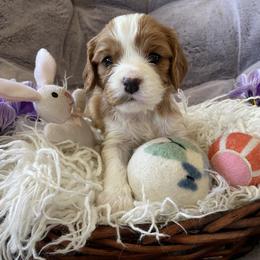 Rosie - Blenheim female Cavalier King Charles Spaniel puppy in Orrville, Ohio from Heart of a Cavalier