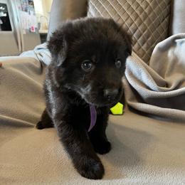 Girl 1-purple - Black female German Shepherd puppy in Sharon Grove, Kentucky from Julie’s Shepherds