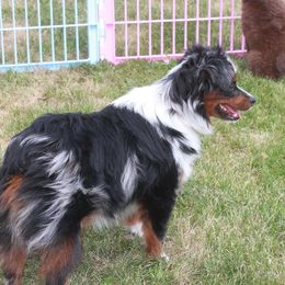 Bazinga - Toy Australian Shepherd