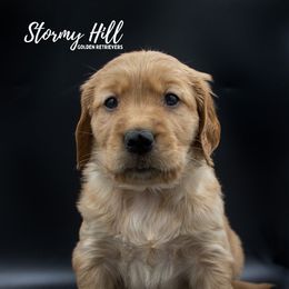 Golden Retriever Puppies from Stormy Hill Golden Retrievers