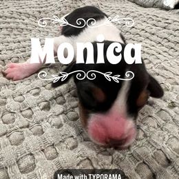 Beagle Puppies from Double X Beagles