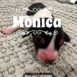 Beagle Puppies from Double X Beagles