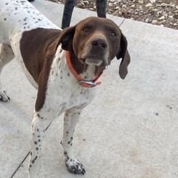 German Shorthaired Pointers from Amy Potter