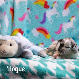 Rogue - Blue merle female Australian Shepherd puppy in Benton City, Washington from Eventide Australian Shepherds