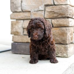 Green - Chocolate male Australian Labradoodle puppy in Williamstown, New York from Lewis Manor Labradoodles
