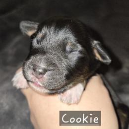 Australian Shepherd Puppies from Arbor hill Australian Shepherds