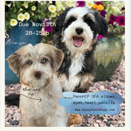 Australian Mountain Doodle puppies from Sassy Pants Pups