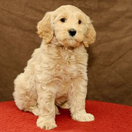 Sonny - Cream male Australian Labradoodle puppy in Stanwood, Washington from Victoria Creek Australian Labradoodles