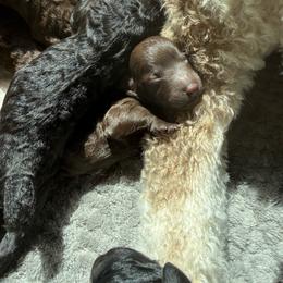 Kelli - Brown female Poodle puppy in Nacogdoches, Texas from Nacadoodles