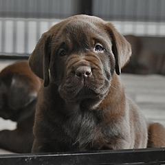 Labrador Retrievers from Big Creek Labradors