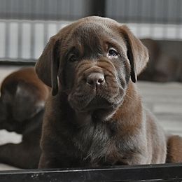 Labrador Retrievers from Big Creek Labradors