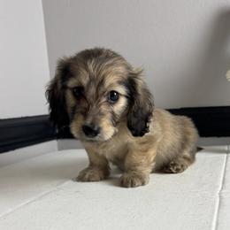 Sylvester - Cream male Dachshund puppy in Gilbertsville, Kentucky from DeLaunes Dachshunds