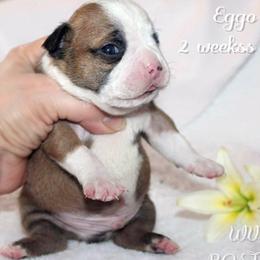 Boy 2 - Seal and white male Boston Terrier puppy in North Central, Vermont from Windy Valley’s Bostons