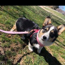 Border Collie and Pembroke Welsh Corgi Puppies from Bonderosa Kennels