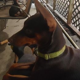Cookie - Miniature Pinscher
