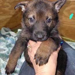 Teal female - Sable female German Shepherd puppy in Rice Lake, Wisconsin from Inferno Shepherds