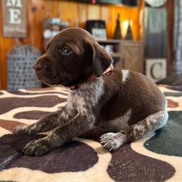Clyde - Liver and white male German Shorthaired Pointer puppy in Georgia from CMC Farms