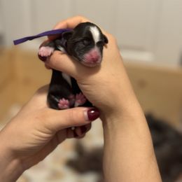 Dina - Liver female Miniature Schnauzer puppy in Vancouver, Washington from MSR Mini Schnauzers