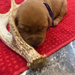 Girl 1 - Yellow female Labrador Retriever puppy in Normantown, West Virginia from Meadows Labradors