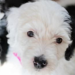Bernedoodles, Cavapoos, and Sheepadoodles from Luv My Doodle