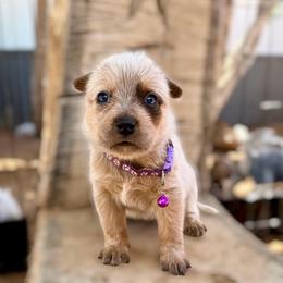 Ms. Pan (AKC) - Red mottled female Australian Cattle Dog puppy in Sahuarita, Arizona from A2 Australian Cattle Dogs