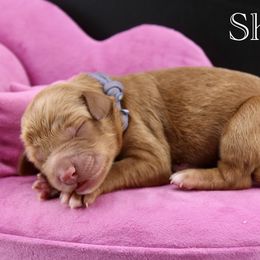 Shock - Red  female Goldendoodle puppy in Comanche, Texas from Central Texas Doodles, LLC.