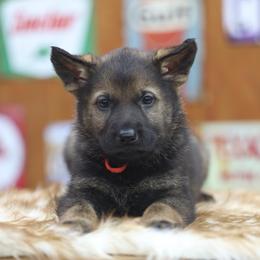 Uruz - Sable male German Shepherd puppy in Philippi, West Virginia from Vom Haus Highlands