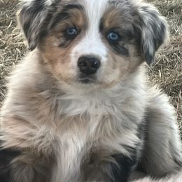 Australian Shepherd Puppies from 4H Aussies