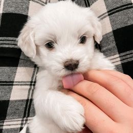 Cotons de Tulear from Poppy Pearl Cotons