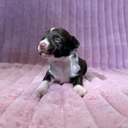 Girl 1 - Chocolate female Chinese Crested puppy in Aberdeen, Idaho from Willow Creek Cresteds