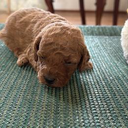 Daisy - Red  female Poodle puppy in Colerain, North Carolina from Lisa's Poodles