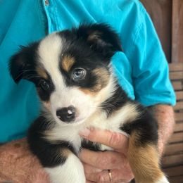 Loretta - Black tri female Miniature Australian Shepherd puppy in Myakka City, Florida from Gable A Aussies