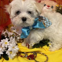 Maltese Puppies from The Royal Furbabies
