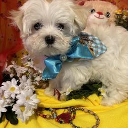 Maltese Puppies from The Royal Furbabies