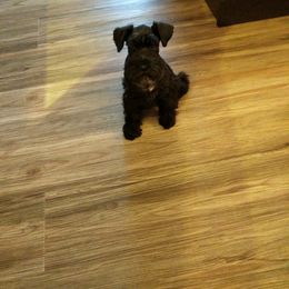 Miniature Schnauzer Puppies from Tymeless Farm