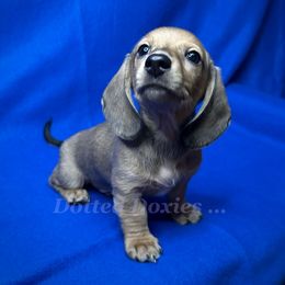 Pugsley - Cream male Dachshund puppy in Havana, Florida from Dotted Doxies