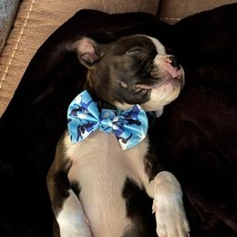 Boston Terrier Puppies from Sara Mason