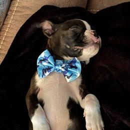 Boston Terrier Puppies from Sara Mason