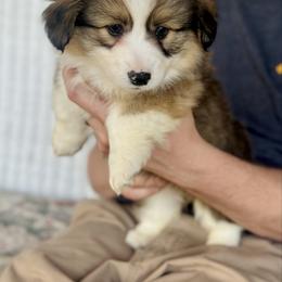 Minnie (Fluffy) - Sable female Pembroke Welsh Corgi puppy in Adairsville, Georgia from Ingram's Corgis
