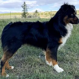 Archi - Miniature American Shepherd