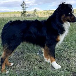 Archi - Miniature American Shepherd
