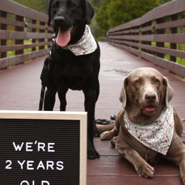 Dilute Retrievers and Labrador Retrievers from Longleaf Labradors