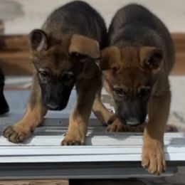 German Shepherd Puppies from Vom Haus Denfors K9