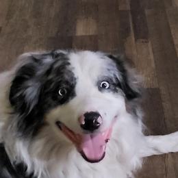 Blue - Blue merle male Australian Shepherd puppy in Geneva, Florida from TGIF Doxies