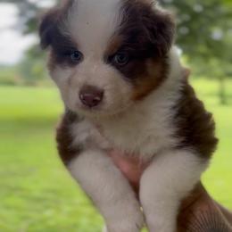 Twister - Red tri-color male Australian Shepherd puppy in Morrow, Ohio from OakHaven Acres Aussies