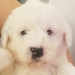 Goldendoodles, Poodles, and Sheepadoodles from Rising Star Kennels