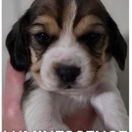 Luminescence - Black fawn and white female Beagle puppy in Brockway, Pennsylvania from Sugar Hill Hounds