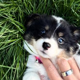 Pink girl - Black and tan female American Corgi puppy in Castle Rock, Washington from R and b corgis and farm