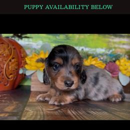 Jinx - Dapple male Dachshund puppy in Floresville, Texas from Muddy River Dachshunds
