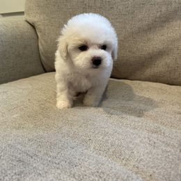 Havanese Puppies from Happy Havanese NJ